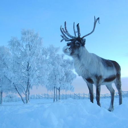 Reindeer Lodge Jukkasjärvi Zewnętrze zdjęcie