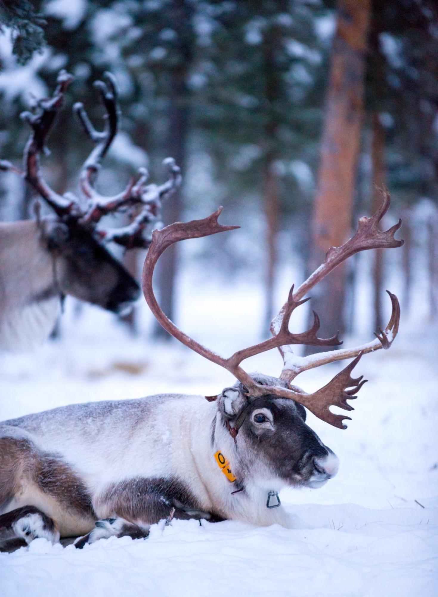 Reindeer Lodge Jukkasjärvi Zewnętrze zdjęcie