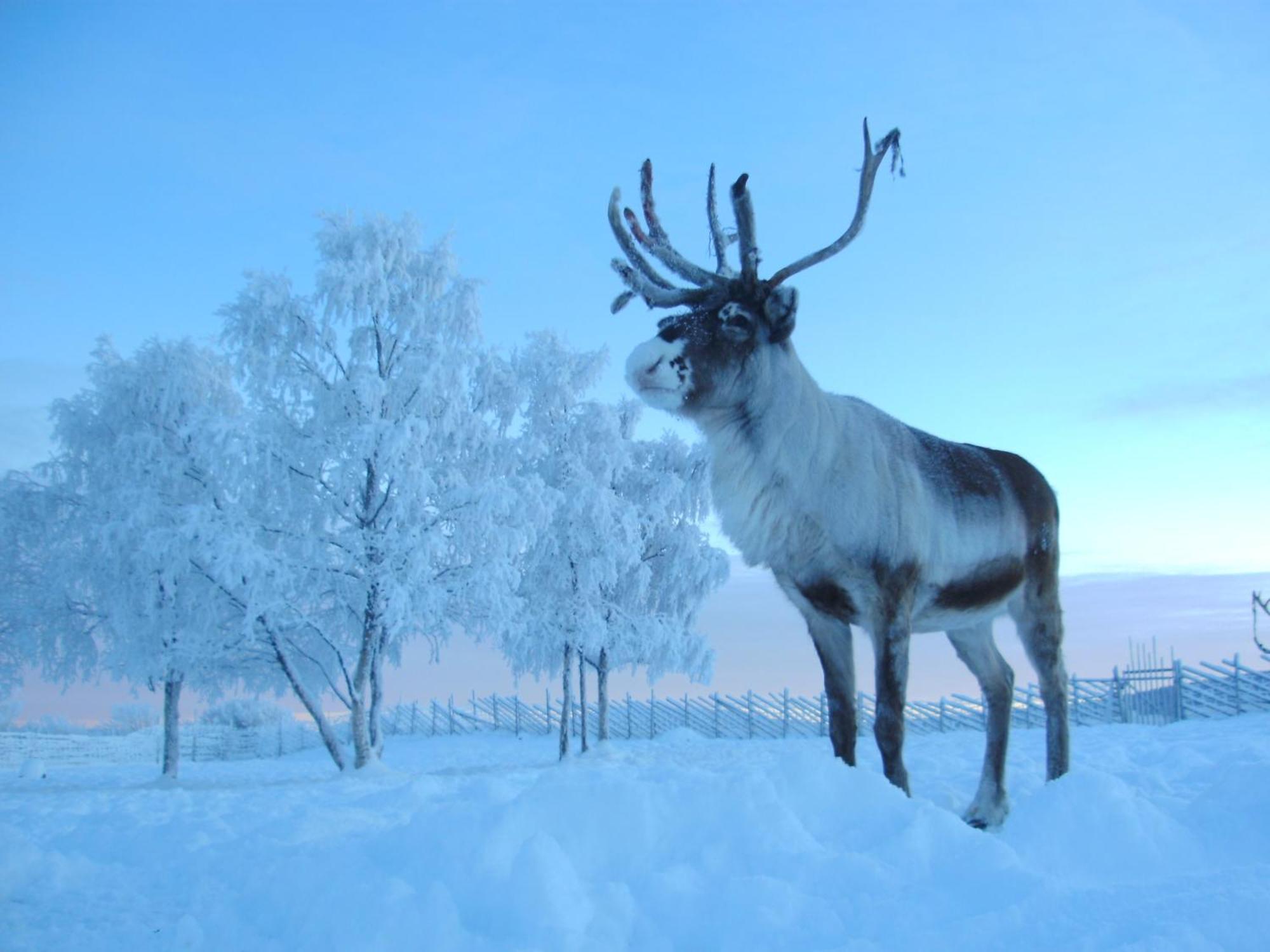 Reindeer Lodge Jukkasjärvi Zewnętrze zdjęcie