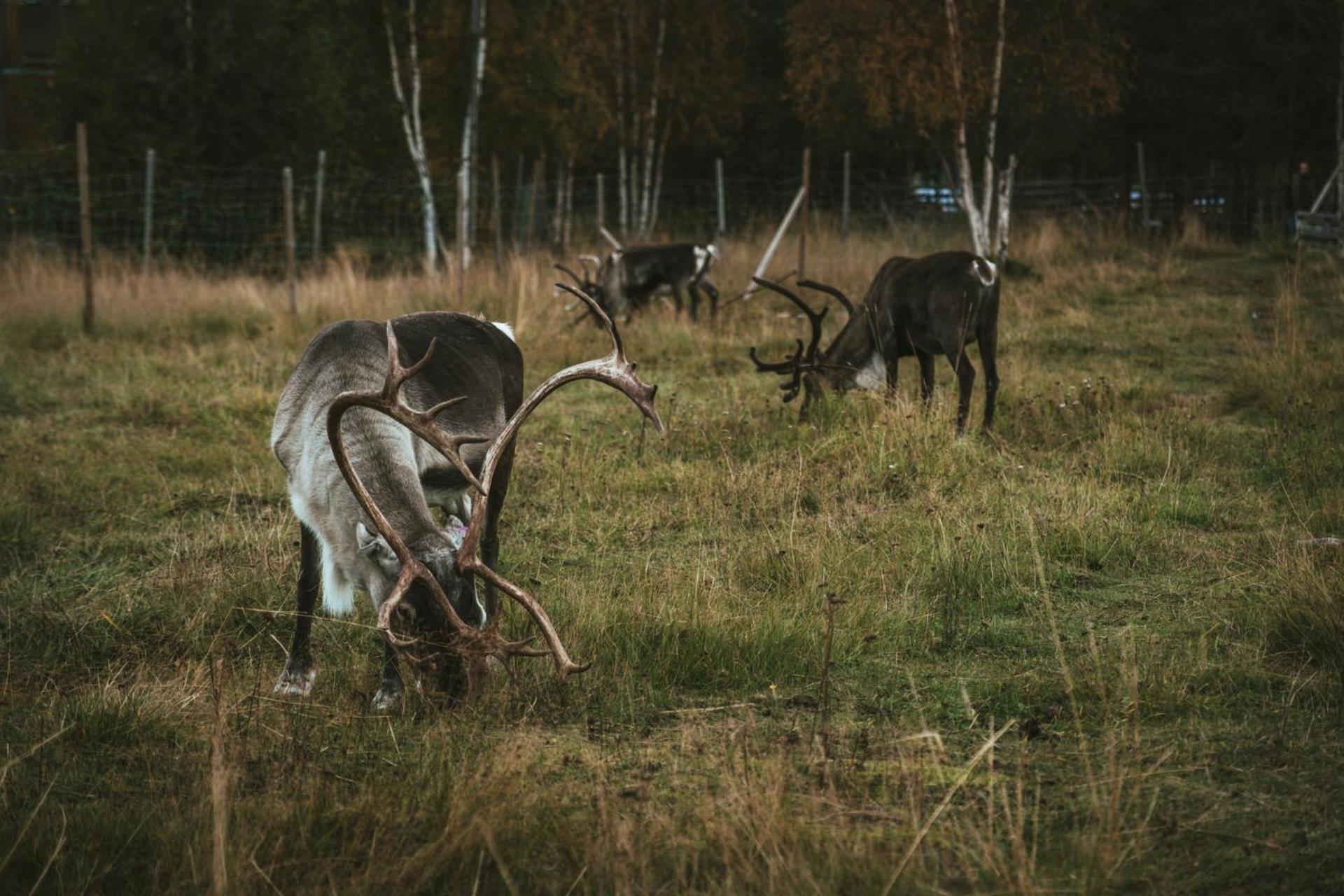 Reindeer Lodge Jukkasjärvi Zewnętrze zdjęcie